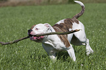 Bild: Kampfhund (c)Fotolia, Bildermehr